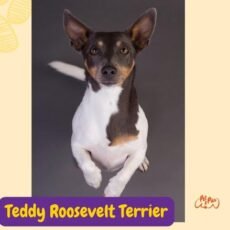 Teddy Roosevelt Terrier: Origen, Cuidados y personalidad