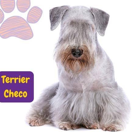 Terrier Checo. Cesky Terrier.