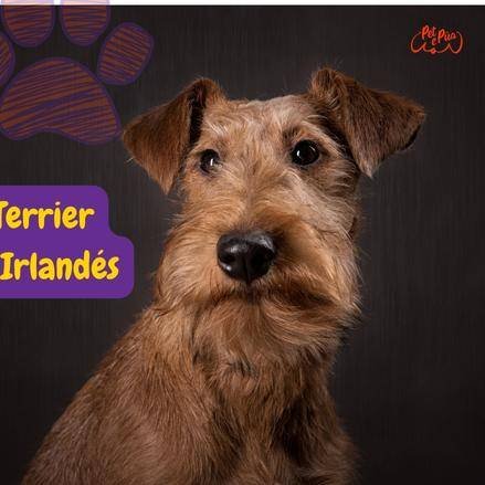 Terrier Irlandés. irish terrier