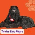 Terrier Ruso Negro (Black Russian Terrier