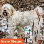 Terrier Tibetano. razas perros segun AKC . grupo 6 AKC. perros no deportistas. non sporting dogs. petepua