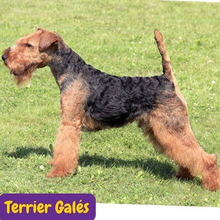 Terrier galés. welsh terrier