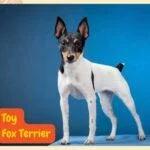 Toy Fox Terrier. Toy terrier americano. Amertoy.perros segun akc. perros toy. perros de compañía . petepua.