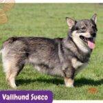 Vallhund Sueco. Swedish Vallhund. razas perros segun AKC . grupo 7 . Herding dogs. AKC. perros de pastoreo dogs. petepua