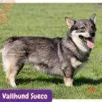 Vallhund Sueco. Swedish Vallhund. razas perros segun AKC . grupo 7 . Herding dogs. AKC. perros de pastoreo dogs. petepua