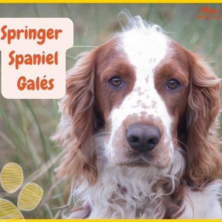 los spaniels son buenos con los niños