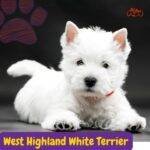 West Highland White Terrier . .perros segun akc. terriers . petepua.