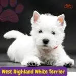 West Highland White Terrier . .perros segun akc. terriers . petepua.