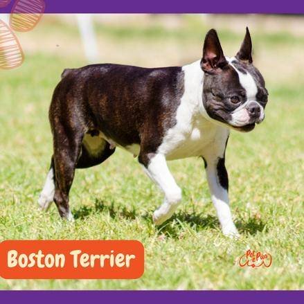 todos los boston terrier tienen orejas puntiagudas