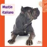 Perro Mastin italiano negro sentado y mirando a su izquierda.