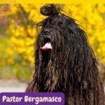 pastor bergamasco. bergamasco perro . razas perros segun AKC . grupo 7 . Herding dogs. AKC. perros de pastoreo dogs. petepua