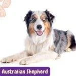 pastor ovejero australiano. australian shepherd razas perros segun AKC . grupo 7 . Herding dogs. AKC. perros de pastoreo dogs. petepua