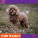 caniche mediano. poodle miniatura. poodle miniature. razas perros segun AKC . grupo 6 AKC. perros no deportistas. non sporting dogs. petepua