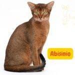Gato Abisinio. Abyssinian Cat. .razas de gatos . petepua
