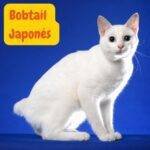 Gato Bobtail Japonés .razas de gatos . petepua