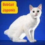 Gato Bobtail Japonés .razas de gatos . petepua