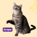 Gato Europeo. Gato Comun Europeo. gato romano. razas de gatos segun fife. petepua. razas de gatos . petepua