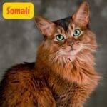 Gato Somalí .Somali Cat. .razas de gatos . petepua