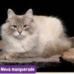 Neva masquerade. gato Neva masquerade. razas de gatos. razas de gatos según FIFE. petepua. neva masquerade gato