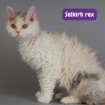 Selkirk rex. gato Selkirk rex. Selkirk rex cat. razas de gatos . petepua