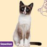 Snowshoe cat. gato Snowshoe razas de gatos. razas de gatos según FIFE. petepua