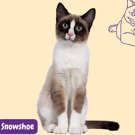 Snowshoe cat. gato Snowshoe razas de gatos. razas de gatos según FIFE. petepua