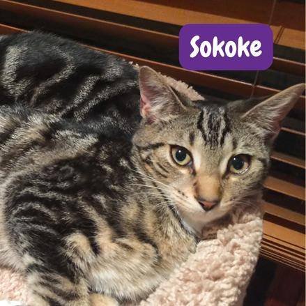 Sokoke cat . gato sokoke . sokoke razas de gatos . petepua