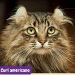 gato Curl americano. razas de gatos. razas de gatos según FIFE. petepua