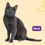gato korat, korat cat