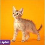 _gato LaPerm. Laperm cat. razas de gatos. razas de gatos según FIFE. petepua