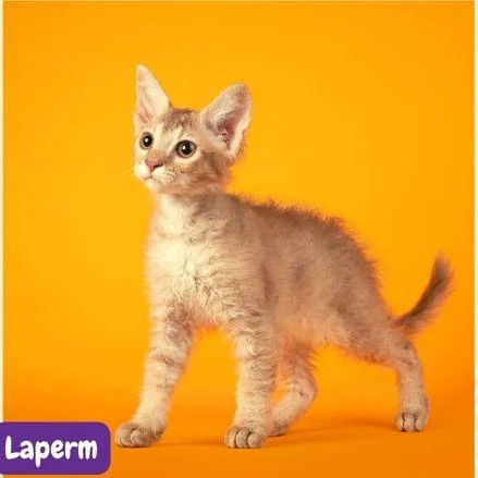_gato LaPerm. Laperm cat.