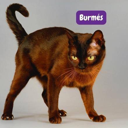gato burmés . gatos razas burmesse cat. razas de gatos . petepua. Burmese gatos características. Burmés gatos características personalidad . imagen de gato. foto gato. foto gata.