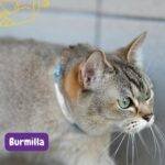 gato burmilla. burmilla. burmilla cat. razas de gatos . petepua