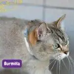 gato burmilla. burmilla. burmilla cat. razas de gatos . petepua