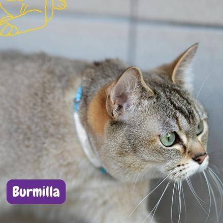 gato burmilla. burmilla. burmilla cat. razas de gatos . petepua