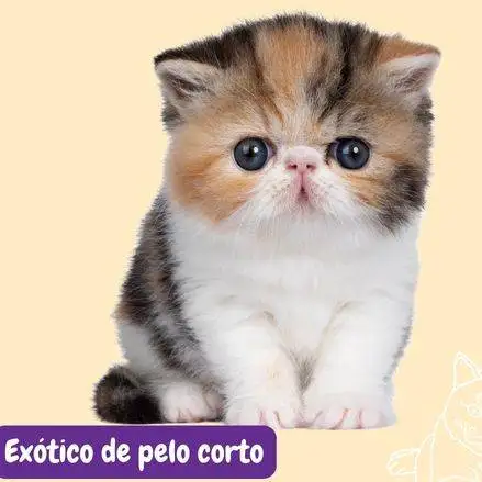 gato exotico de pelo corto. exotic shorthair cat. razas de gatos. razas de gatos según FIFE. petepua