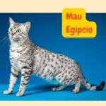 gato mau egipcio