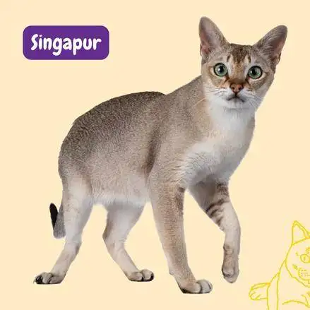singapura caT. GATO SINGAPUR.