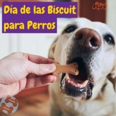 Día de las Biscuit para Perros