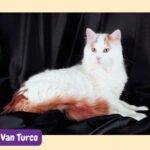 gato van turco. turkish van cat. razas de gatos. razas de gatos según FIFE. petepua