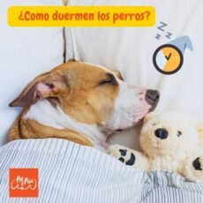 ¿Cómo duermen los perros?¿Qué significan las posiciones para dormir de los perros?