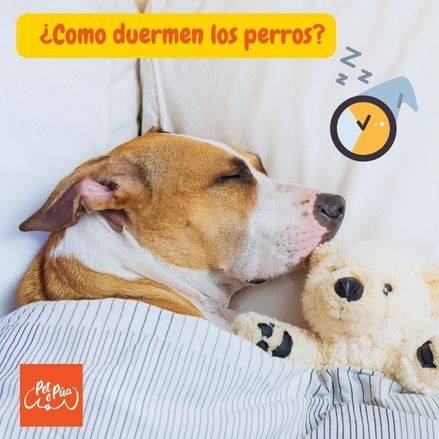 Como duermen los perros. ¿Como duermen los perros. petepua