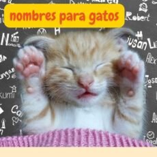 Nombres para gatos: 100 nombres para michis mininos aquí