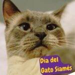 dia del gato siames. dia del gato siamés. siamese cat day. petepua.