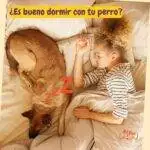 es bueno dormir con tu perro. dormir con tu perro