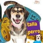 talla perros. como saber talla perro. petepua