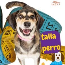 ¿Como saber que talla es mi perro?