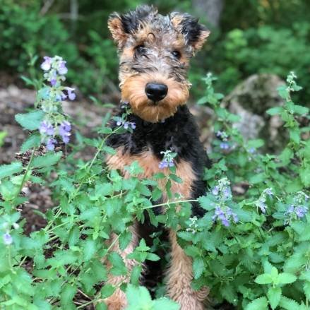 como recortar airedale terrier