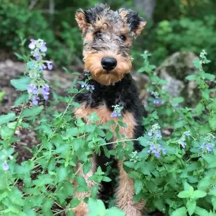 cuantos abrigos tiene un airedale terrier