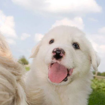 que es una raza de perro gran pirineo